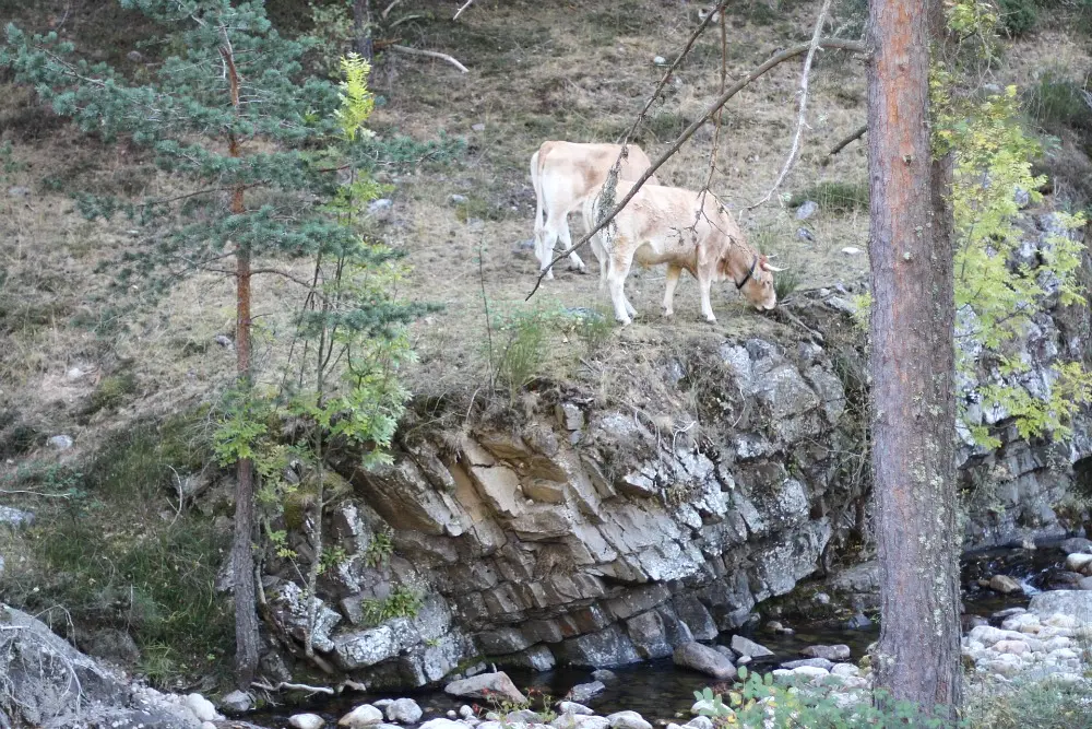 excursion-sierra-cebollera-la-rioja-5